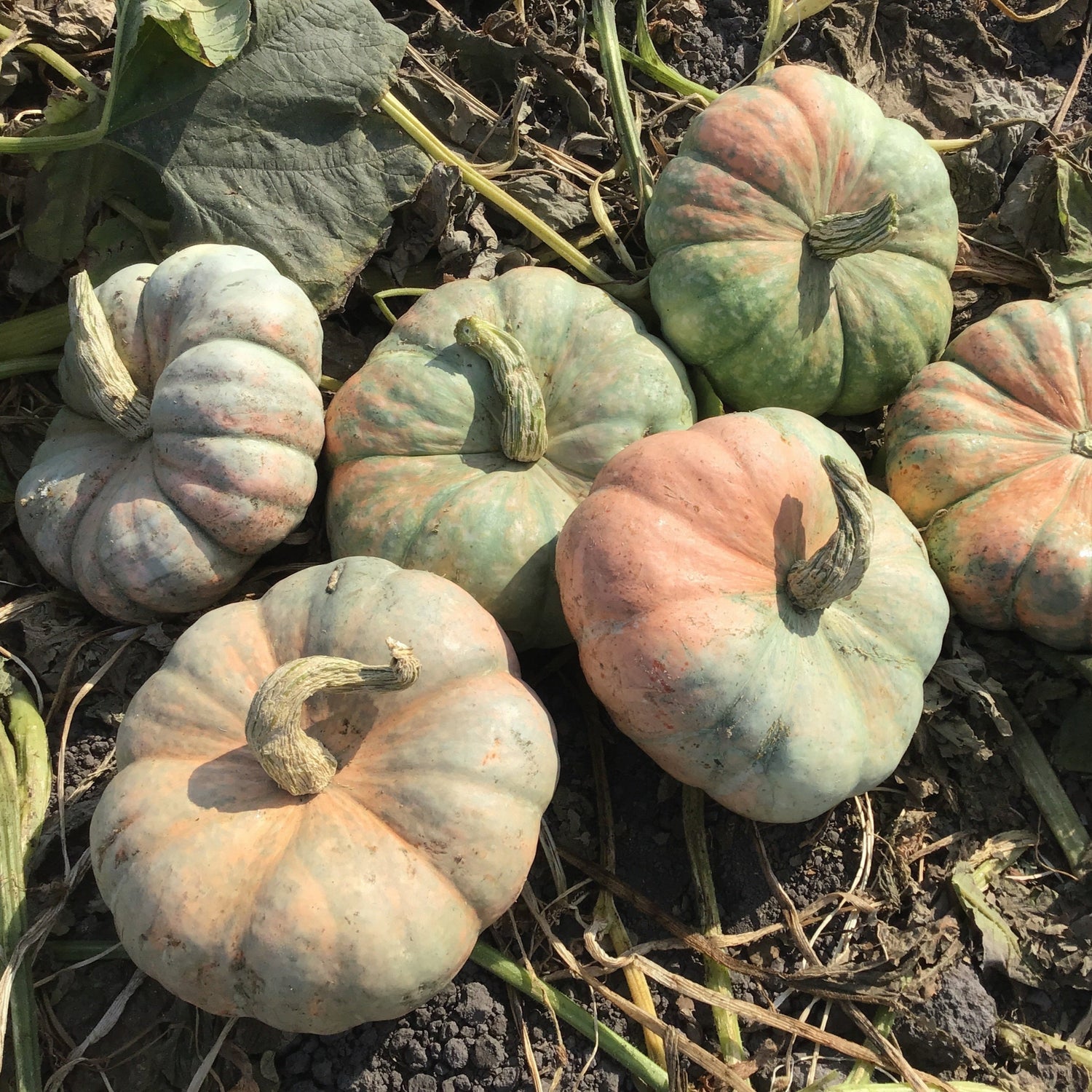 OP Specialty Pumpkin - Colorado Sun