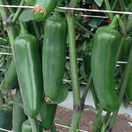 Hybrid Jalapeno Pepper - Colossus