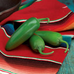 Hybrid Jalapeno Pepper - Compadre