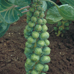 Hybrid Brussels Sprouts - Confidant