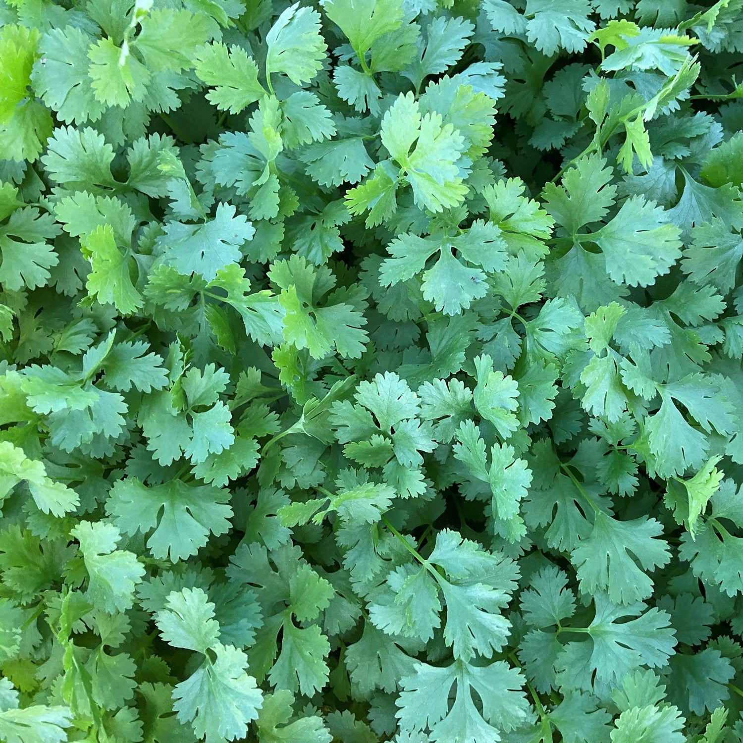 OP Coriander (Cilantro) - Commander