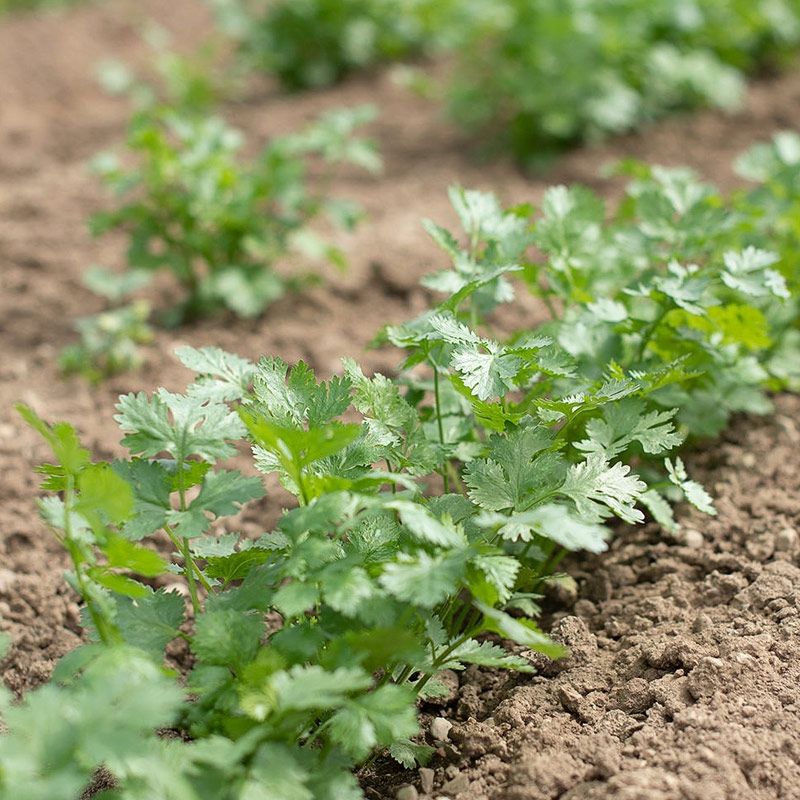 OP Coriander (Cilantro) - Leisure