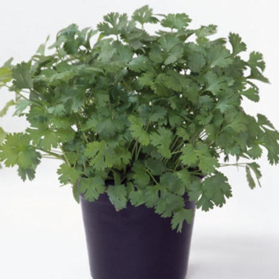 OP Coriander (Cilantro) - Marino