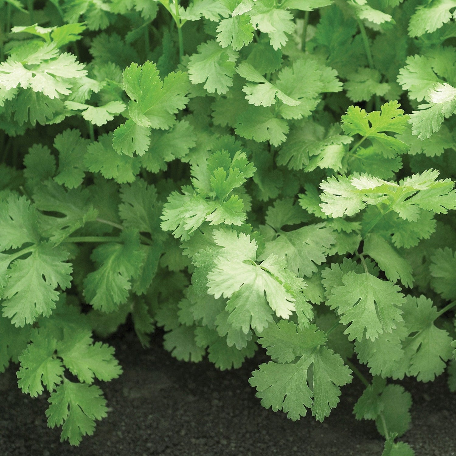 OP Coriander (Cilantro) - Santo