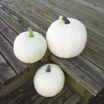 OP White Pumpkin - Cotton Candy