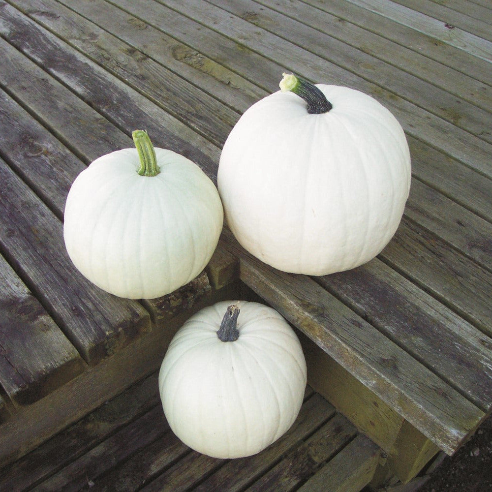 OP White Pumpkin - Cotton Candy