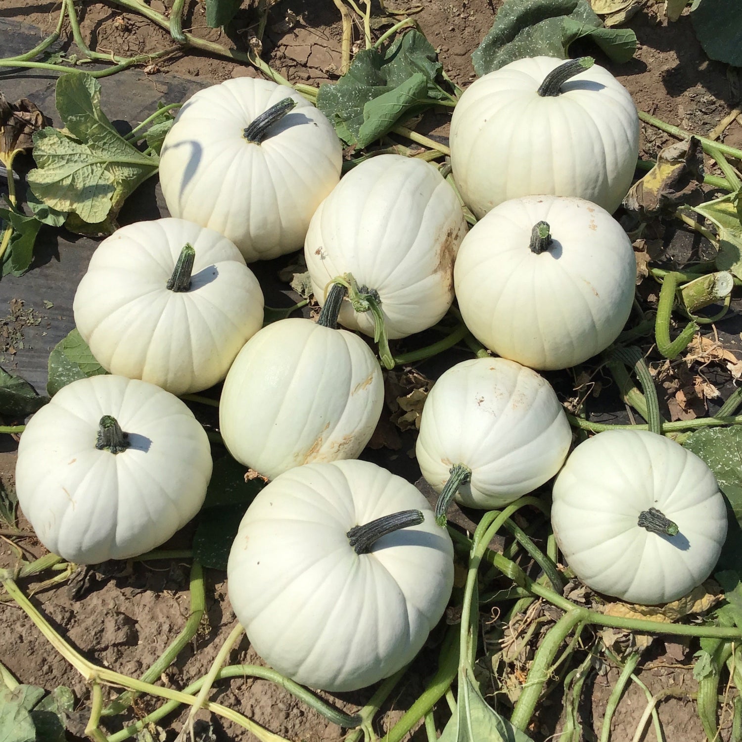 OP White Pumpkin - Cotton Candy