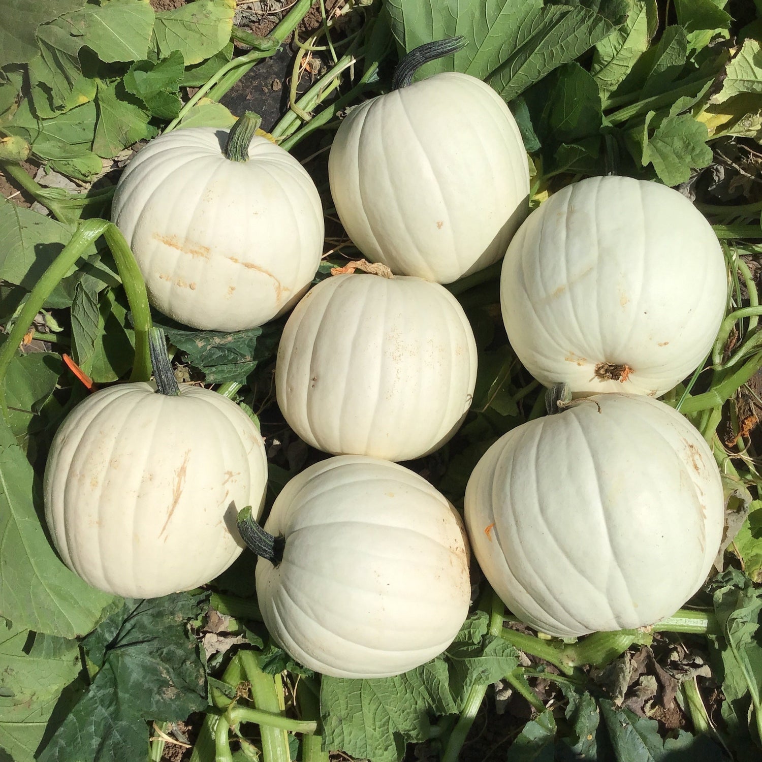 OP White Pumpkin - Cotton Candy