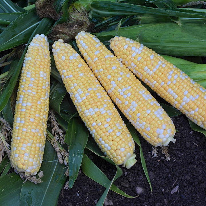 Hybrid Supersweet Bicolor Corn - Courage MXR