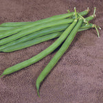 OP Green Bush Bean - Coyote