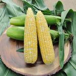Hybrid Supersweet Bicolor Corn - Crave