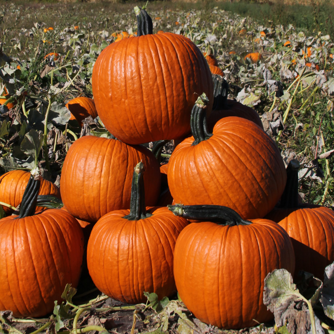 Hybrid Carving Pumpkin - Cronus