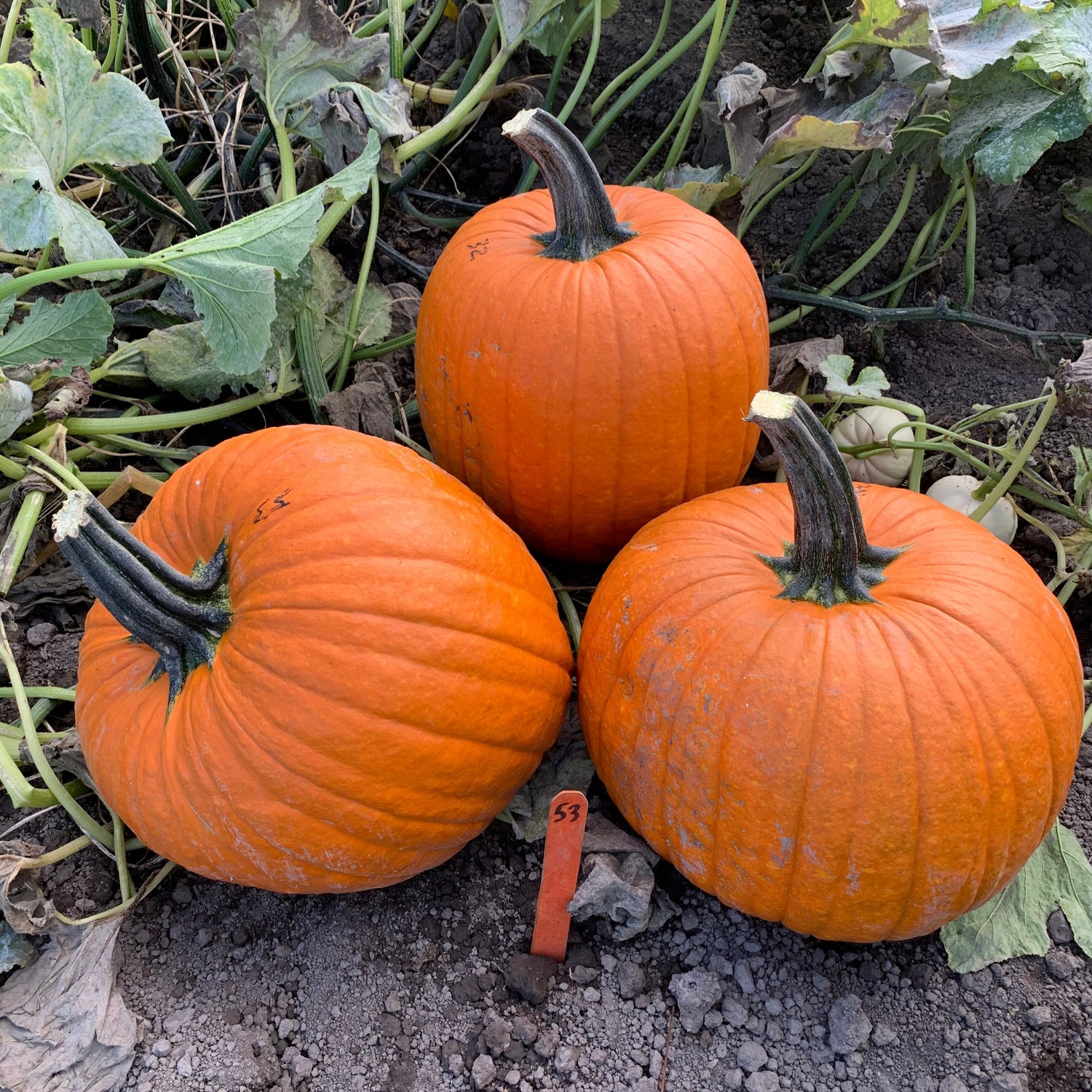 Hybrid Carving Pumpkin - Cronus
