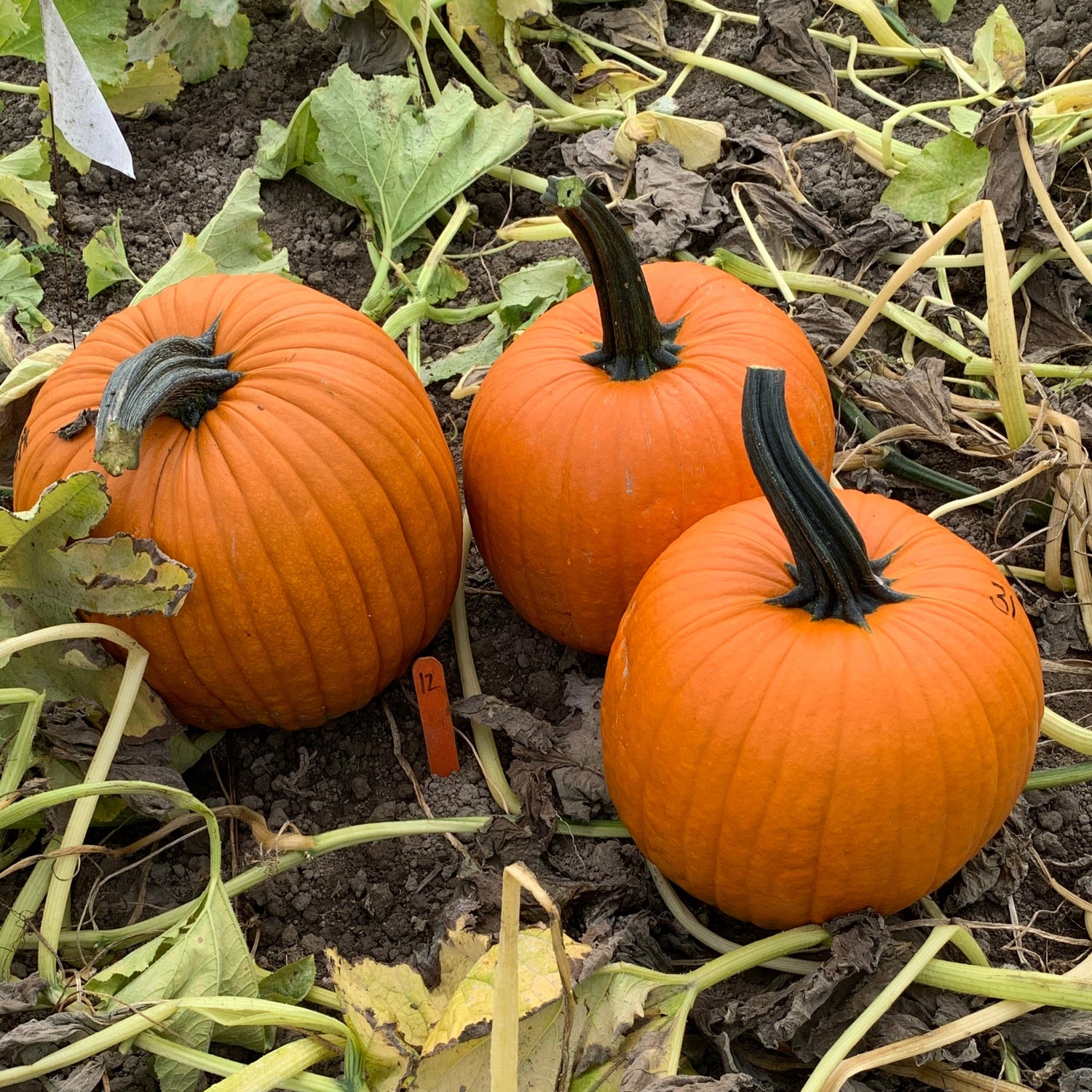 Hybrid Carving Pumpkin - Cronus
