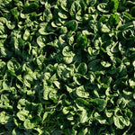 Hybrid Spinach - Crosstrek