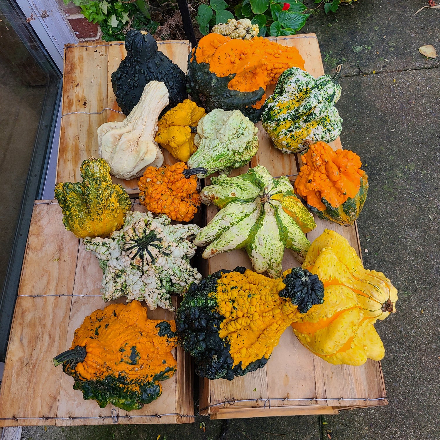 OP Large Gourd - Crowns