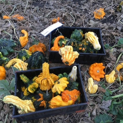 OP Large Gourd - Crowns