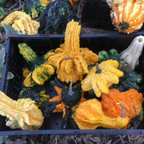 OP Large Gourd - Crowns