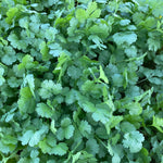 OP Coriander (Cilantro) - Cruiser