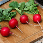 Hybrid Radish - Crunchy King