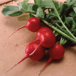 Hybrid Radish - Crunchy Royale