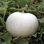 OP White Pumpkin - Crystal Star