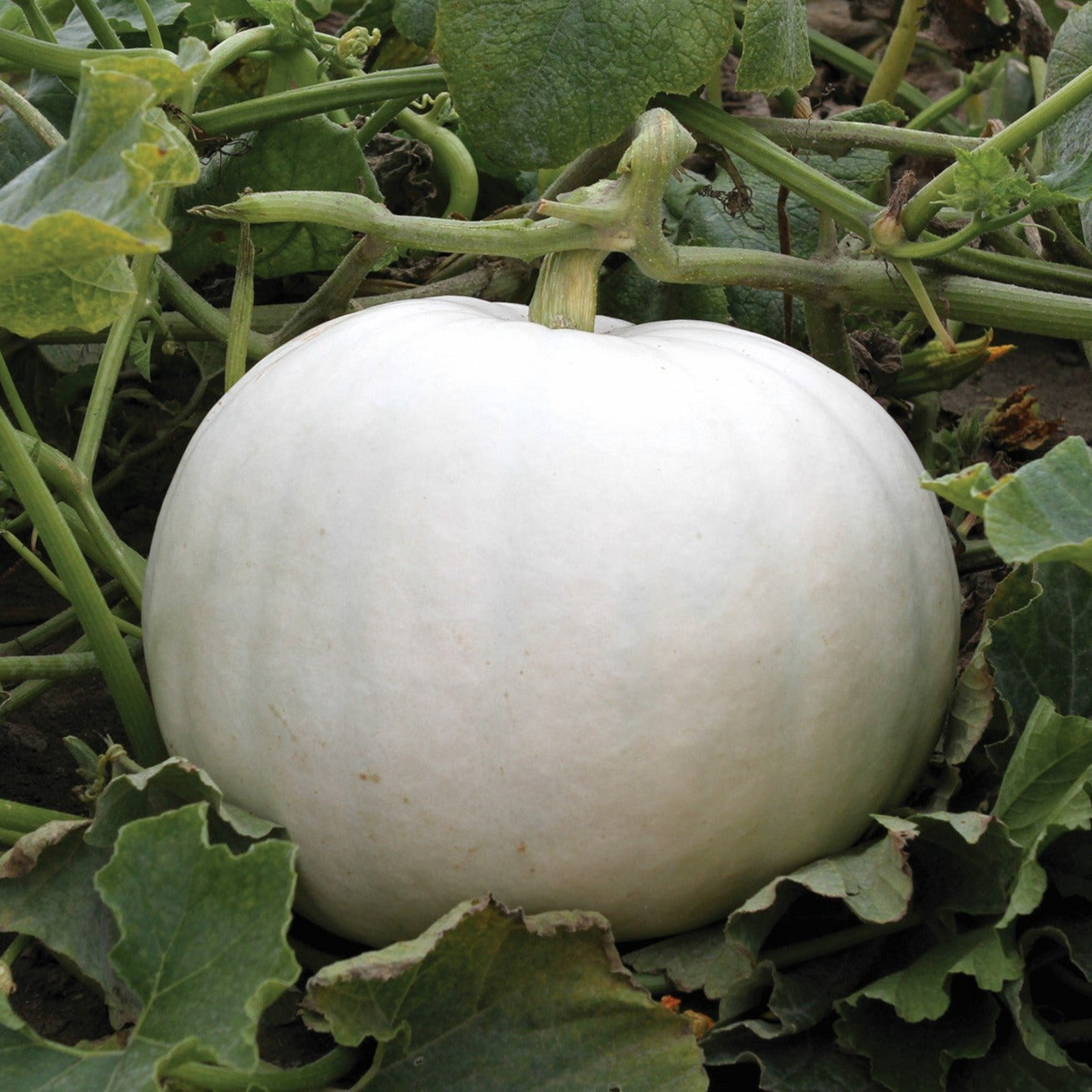OP White Pumpkin - Crystal Star