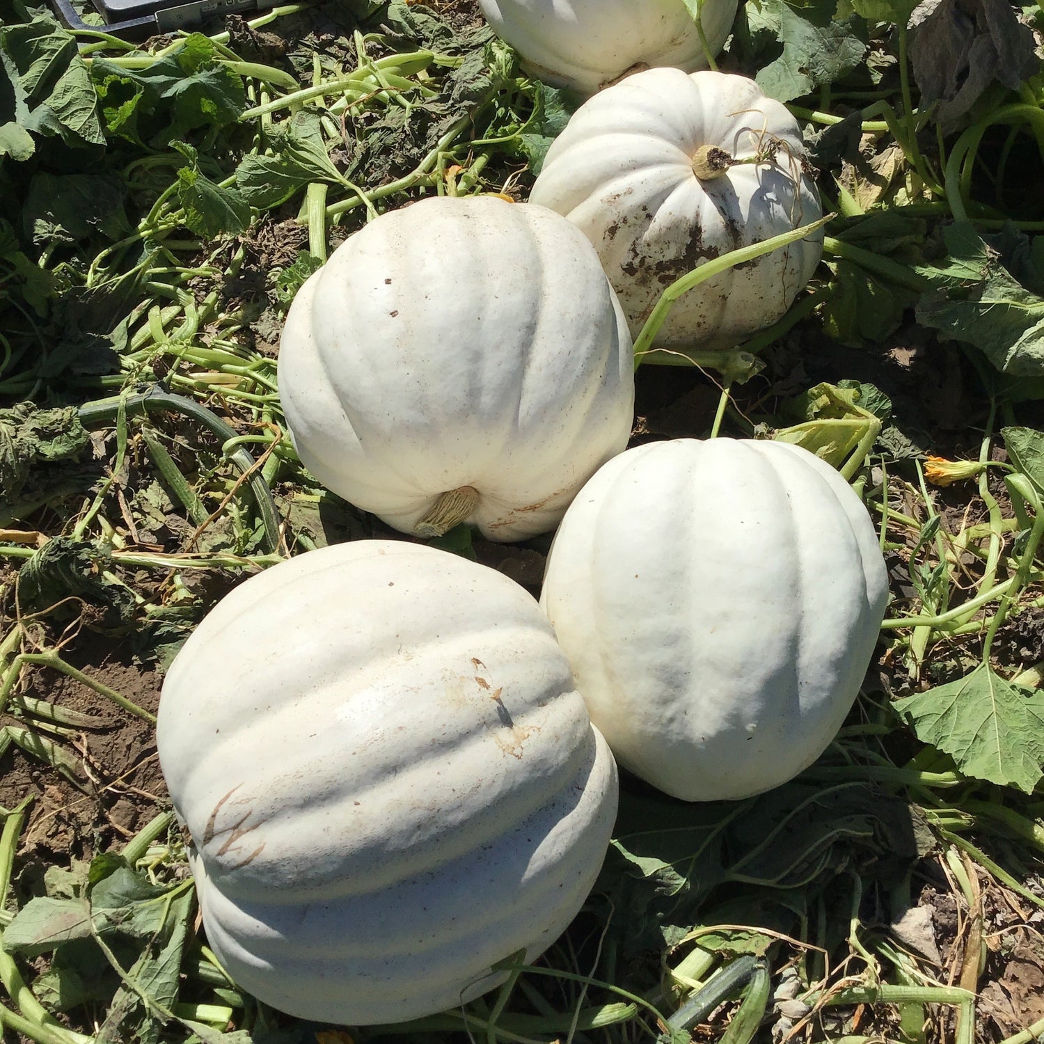OP White Pumpkin - Crystal Star