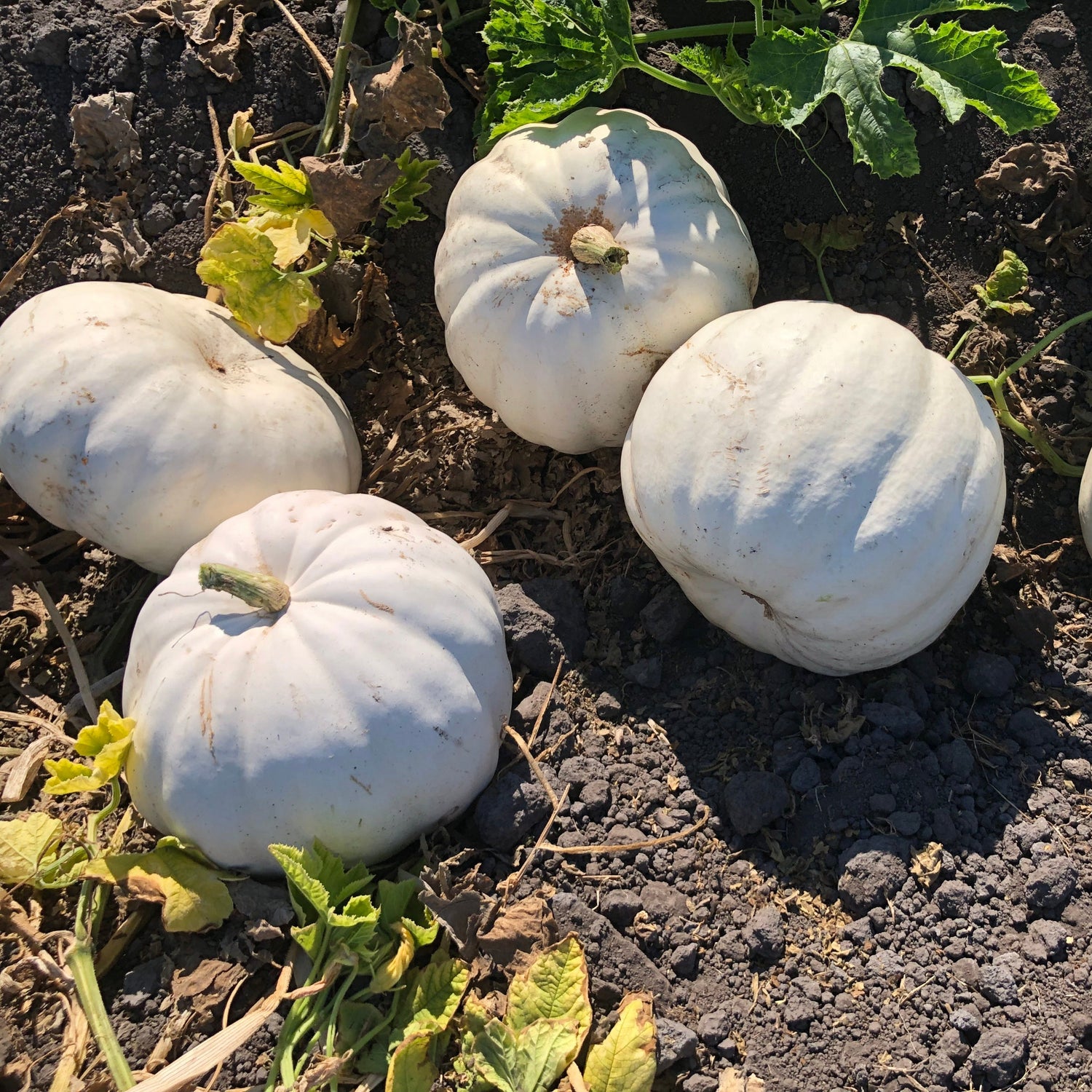 OP White Pumpkin - Crystal Star