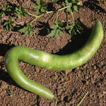 OP Large Gourd - Cucuzzi