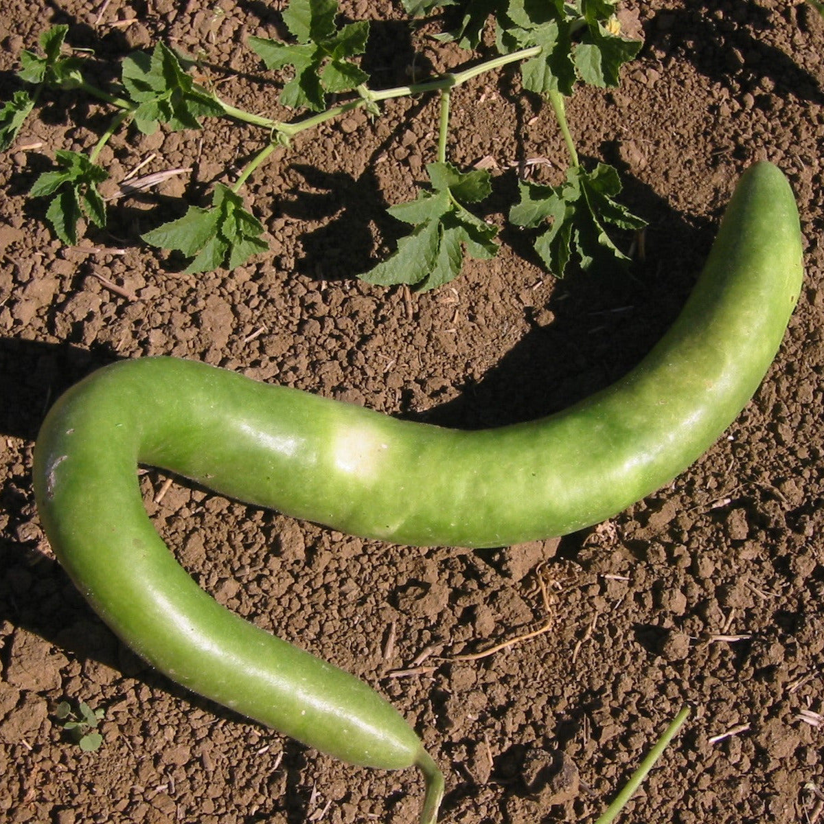 OP Large Gourd - Cucuzzi