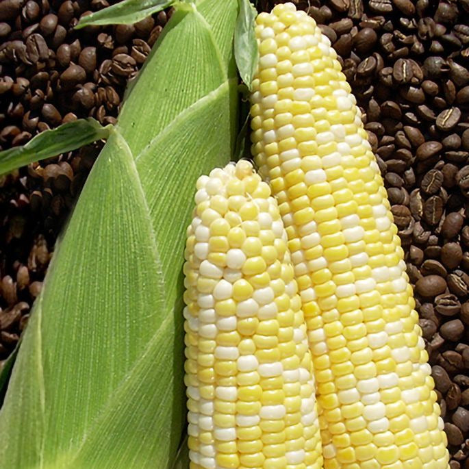 Hybrid Sugar Enhanced Bicolor Corn - Cuppa Joe
