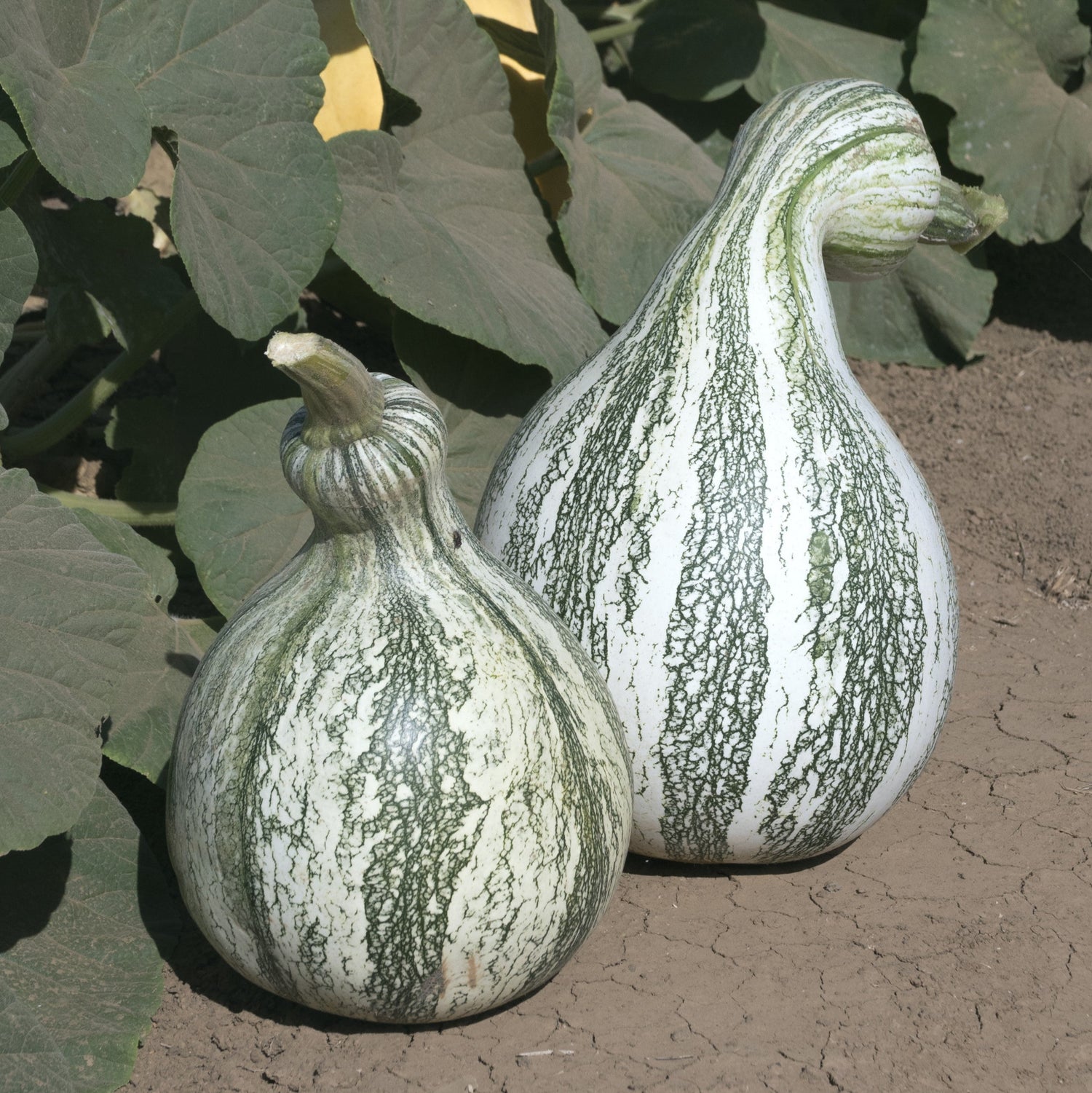 OP Specialty Pumpkin - Cushaw Green Striped