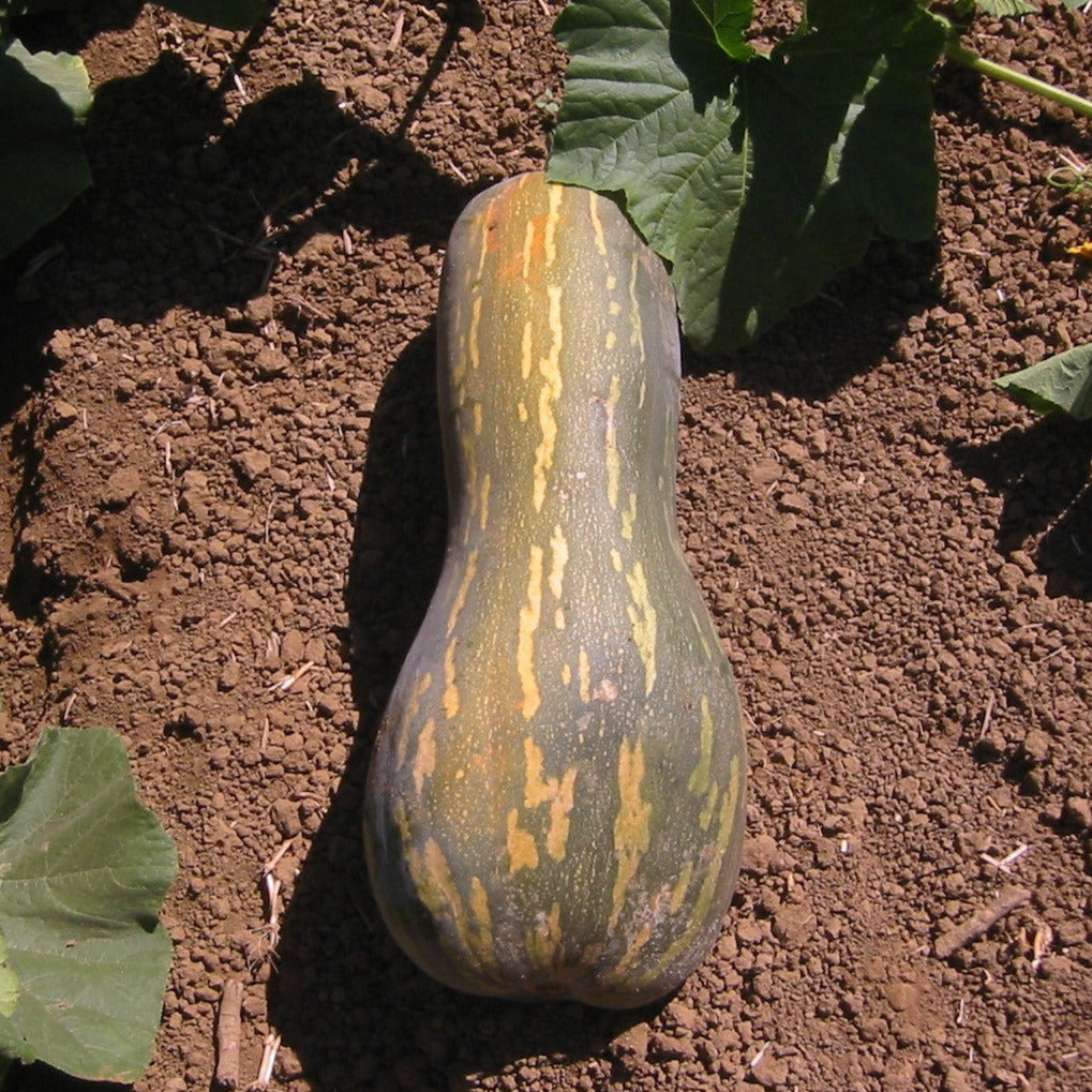 OP Specialty Pumpkin - Cushaw Orange