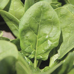Hybrid Spinach - Cymbal