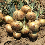 Hybrid Short Day Yellow Onion - DP Sweet 1407