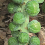 Hybrid Brussels Sprouts - Dagan