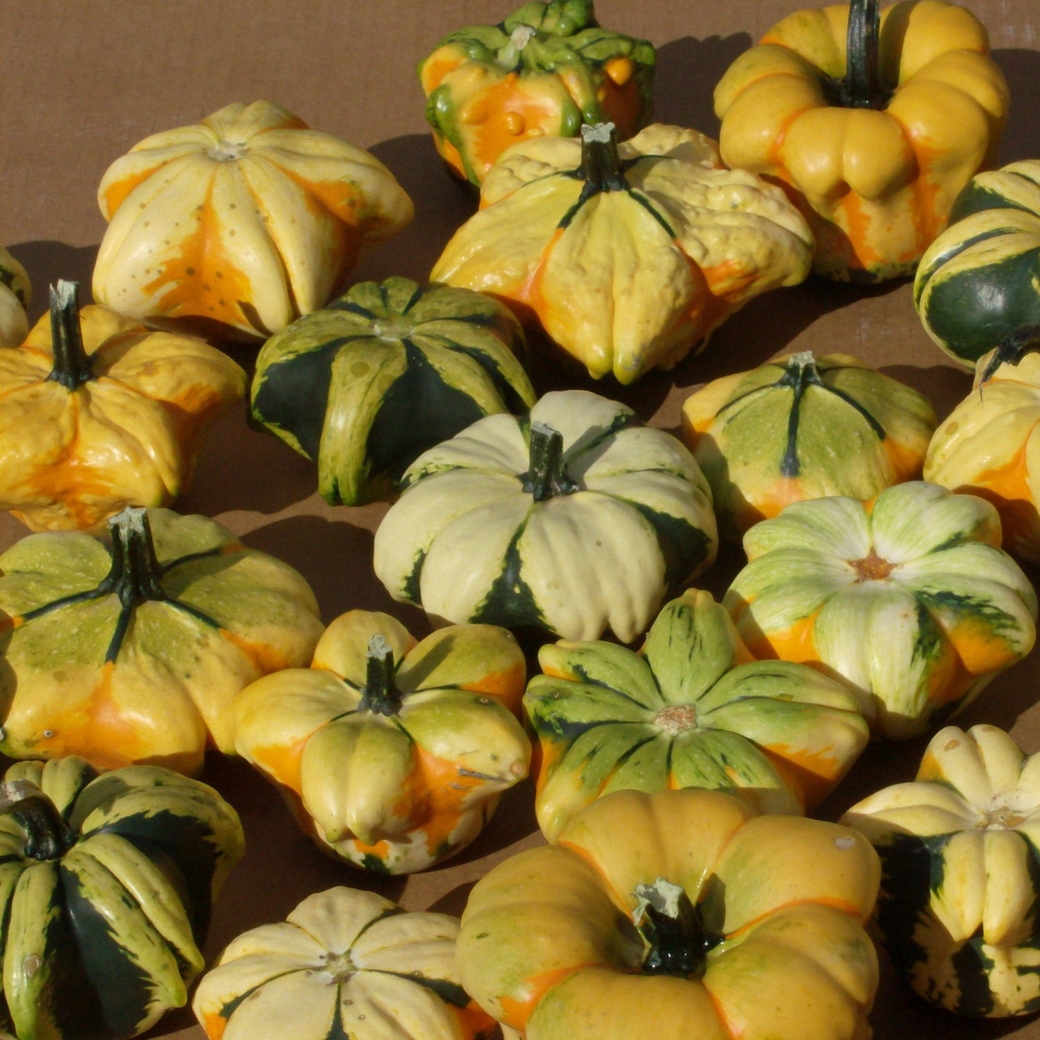 OP Small Gourd - Daisy Mix