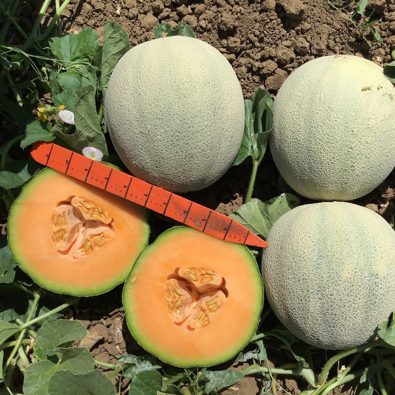 Hybrid Cantaloupe - Damaris
