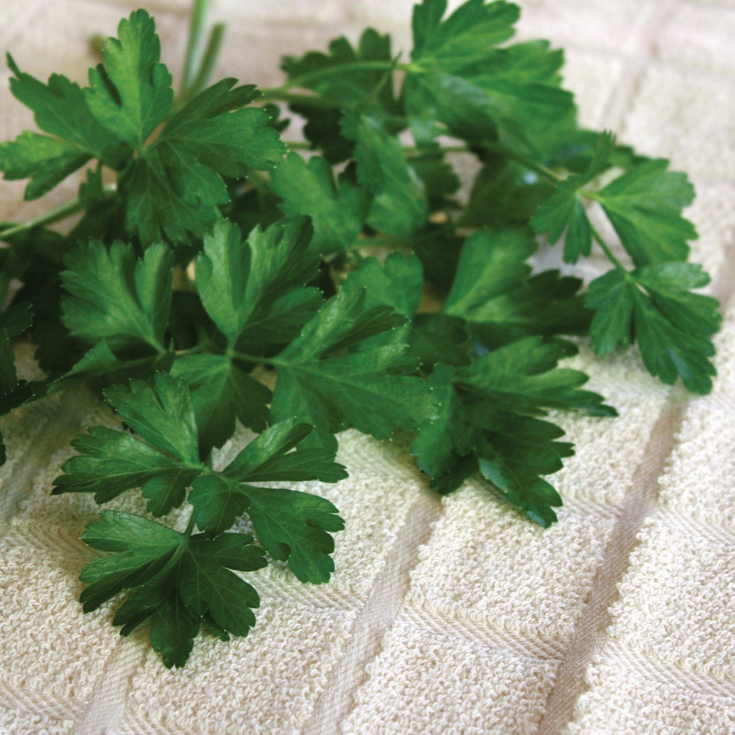 OP Plain Parsley - Dark Green Italian