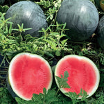 Hybrid Triploid (Seedless) Sugar Baby Rind Watermelon - Dark Knight