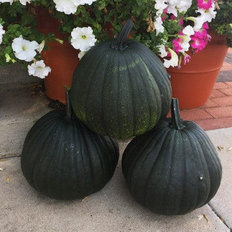 Hybrid Carving Pumpkin - Dark Night