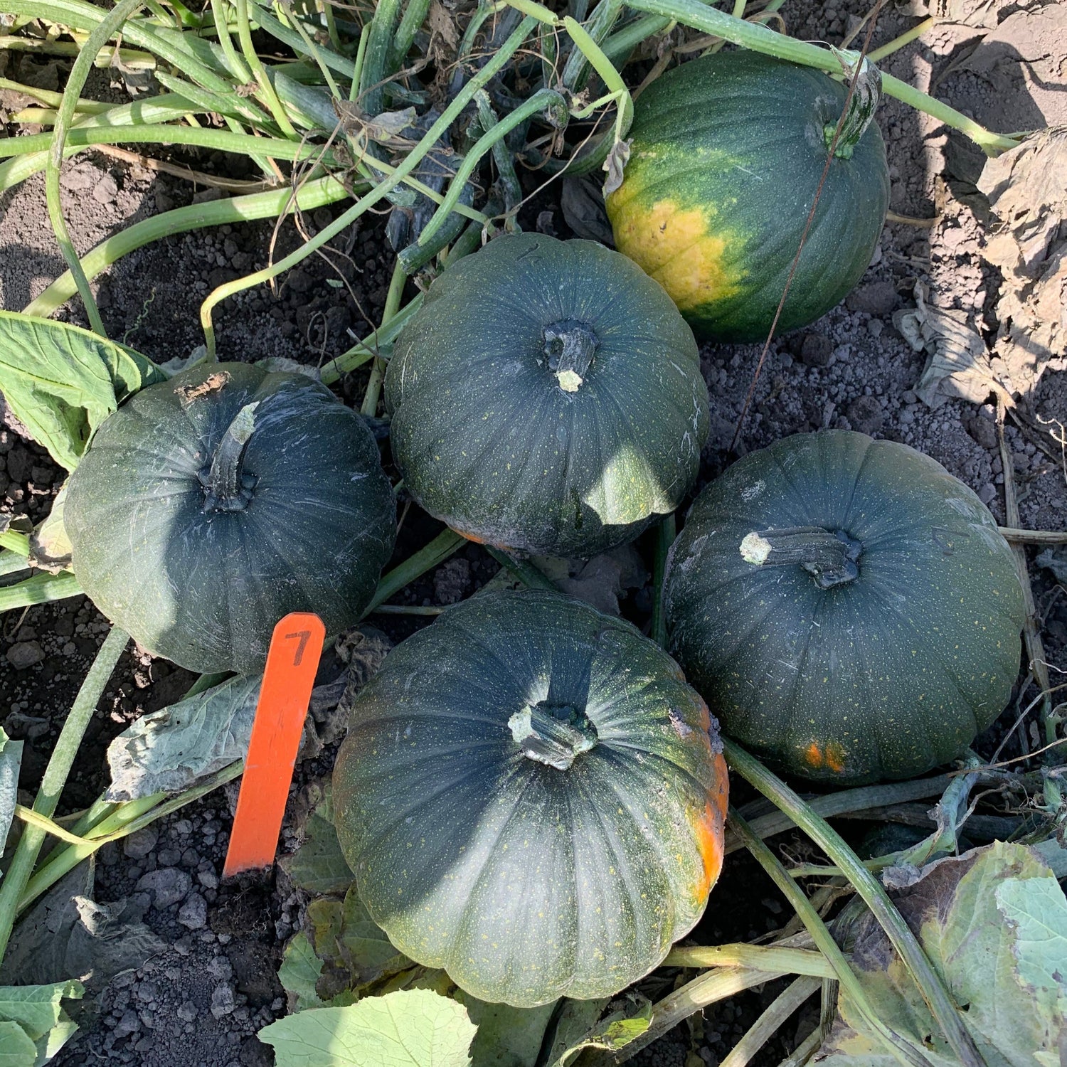 Hybrid Carving Pumpkin - Dark Night