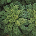 Hybrid Kale - Darkibor