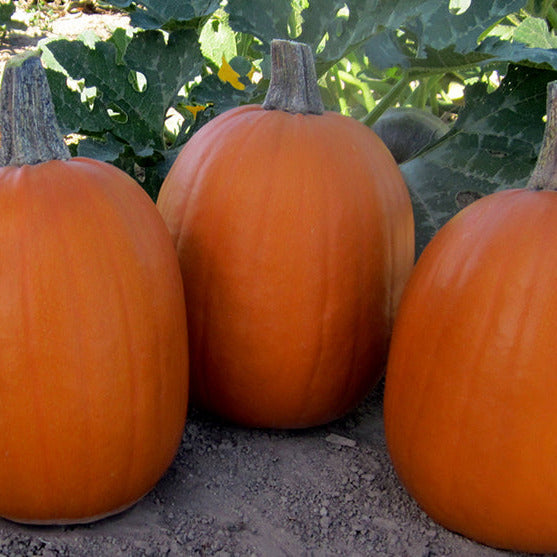 Hybrid Small/Pie Pumpkin - Darling