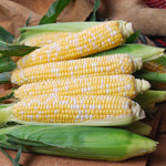 Hybrid Supersweet Bicolor Corn - Dash