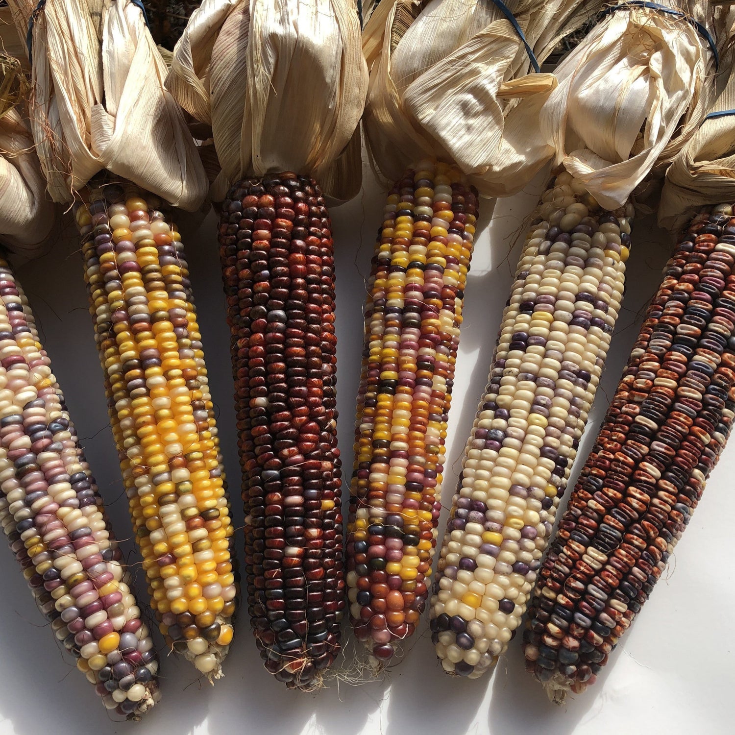 Hybrid Ornamental Corn - Dazzling Sunset