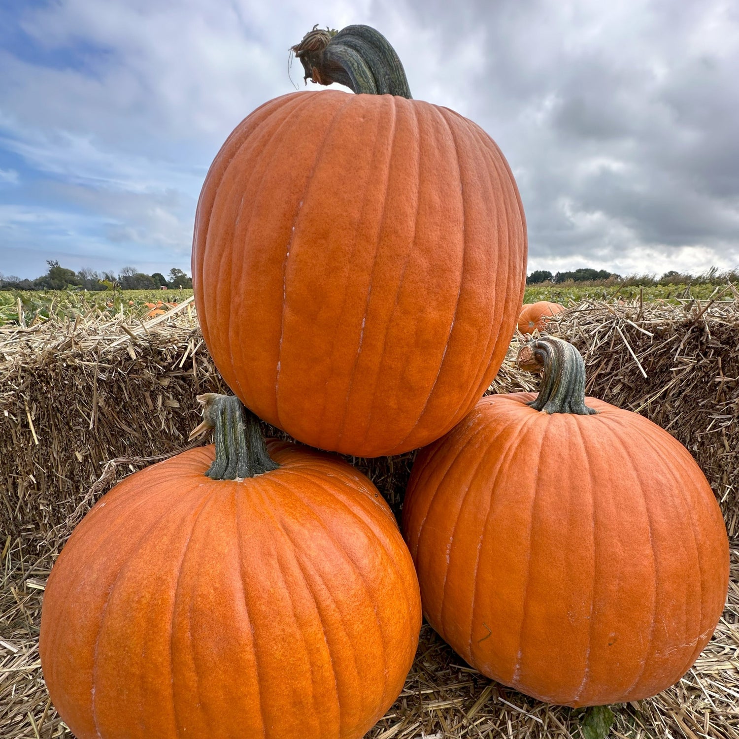 Hybrid Carving Pumpkin - Death Star