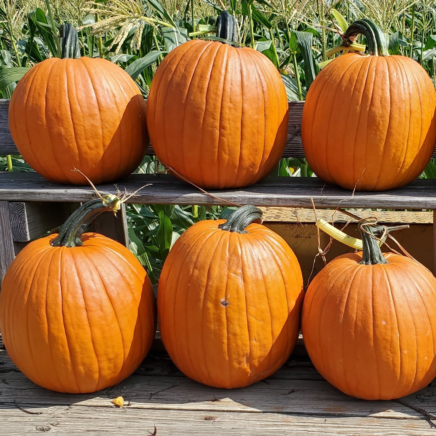 Hybrid Carving Pumpkin - Death Star
