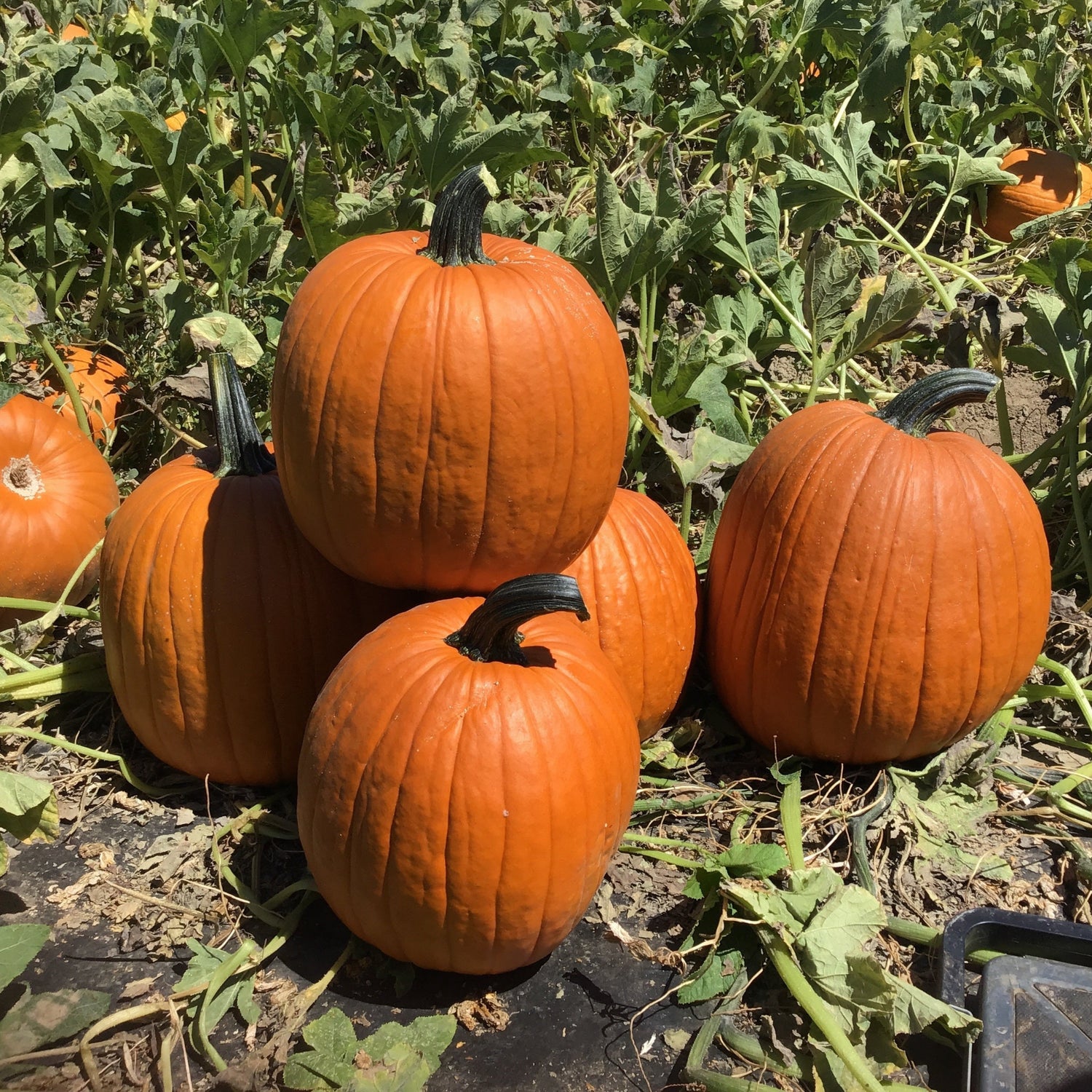 Hybrid Carving Pumpkin - Death Star